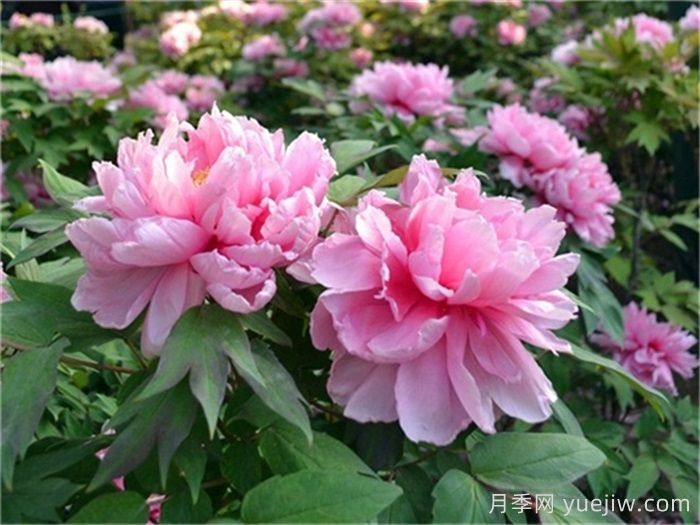 洛陽(yáng)牡丹花開(kāi)放日期與花期管理(圖1)