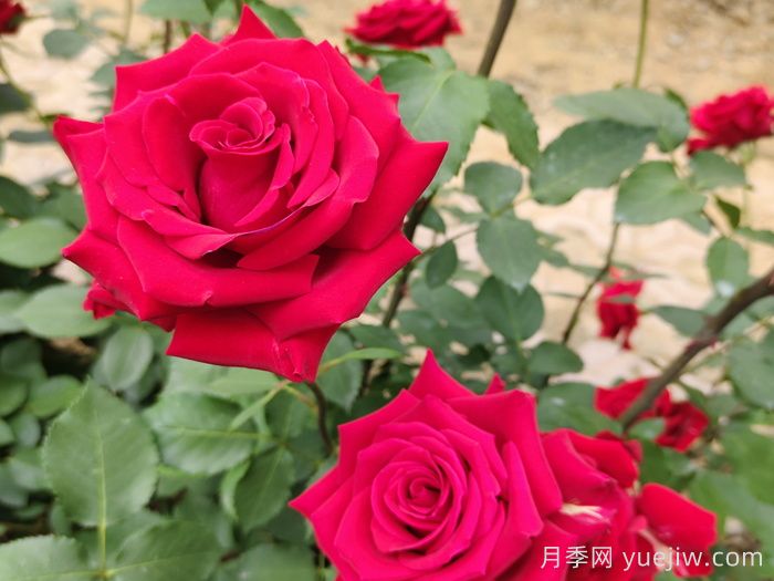 花卉苗木專(zhuān)業(yè)術(shù)語(yǔ)知識點(diǎn)(圖1)