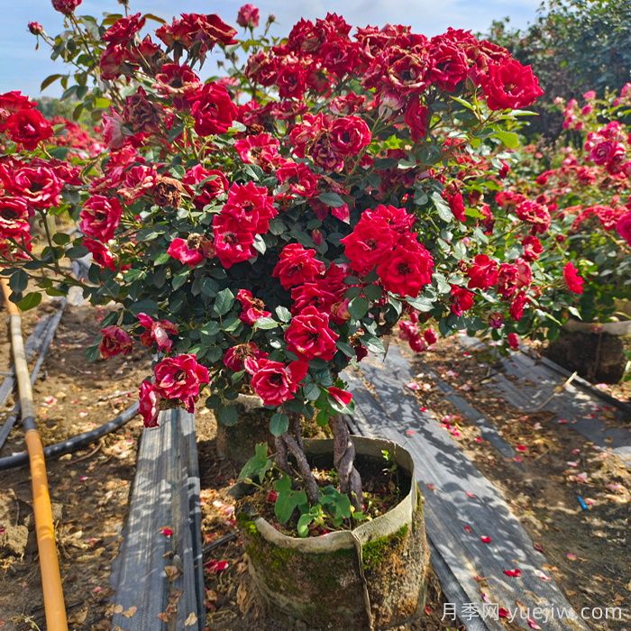河南南陽(yáng)：月季之鄉新發(fā)展 月季花開(kāi)產(chǎn)業(yè)紅(圖2)