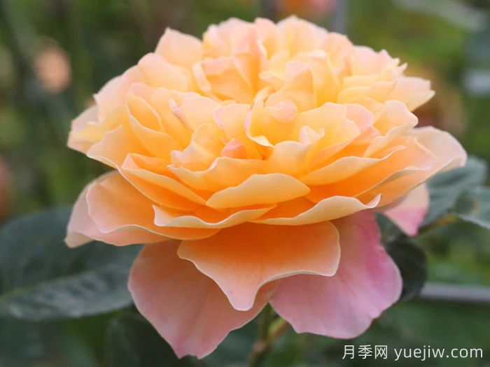 養棵印象派月季，花朵又美又香，四季都有花看(圖1)