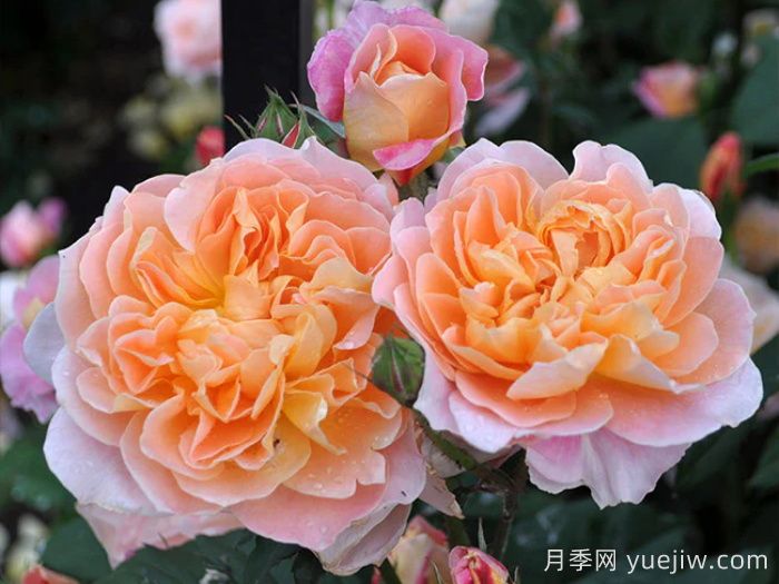 養棵印象派月季，花朵又美又香，四季都有花看(圖2)