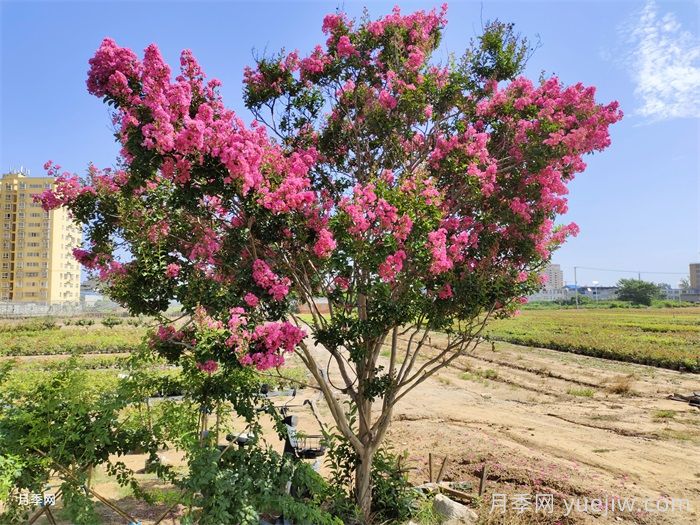 紫薇：誰(shuí)道花無(wú)百日紅(圖3)