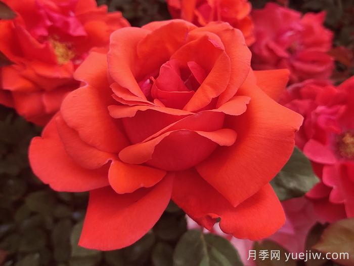 五種大花月季品種，花香濃郁，花朵巴掌大(圖1)
