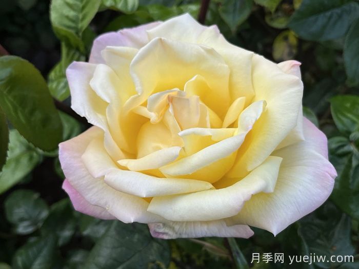 五種大花月季品種，花香濃郁，花朵巴掌大(圖2)
