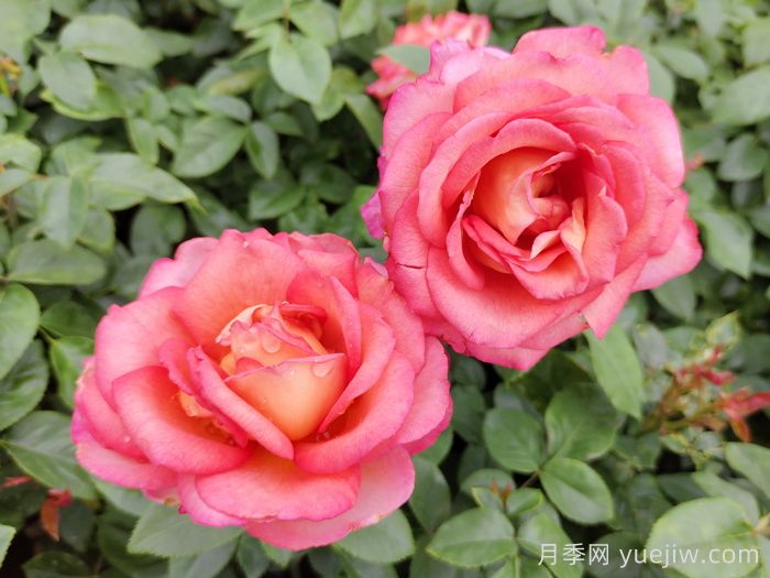 五種大花月季品種，花香濃郁，花朵巴掌大(圖4)
