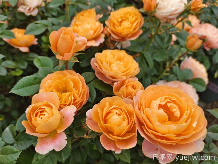 15款經(jīng)典月季花，好看好養，月季花開(kāi)看花海！(圖1)