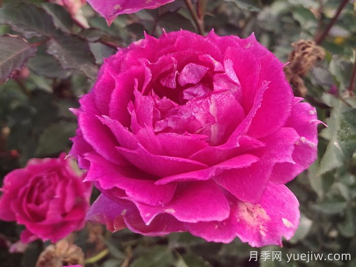 15款經(jīng)典月季花，好看好養，月季花開(kāi)看花海！(圖5)