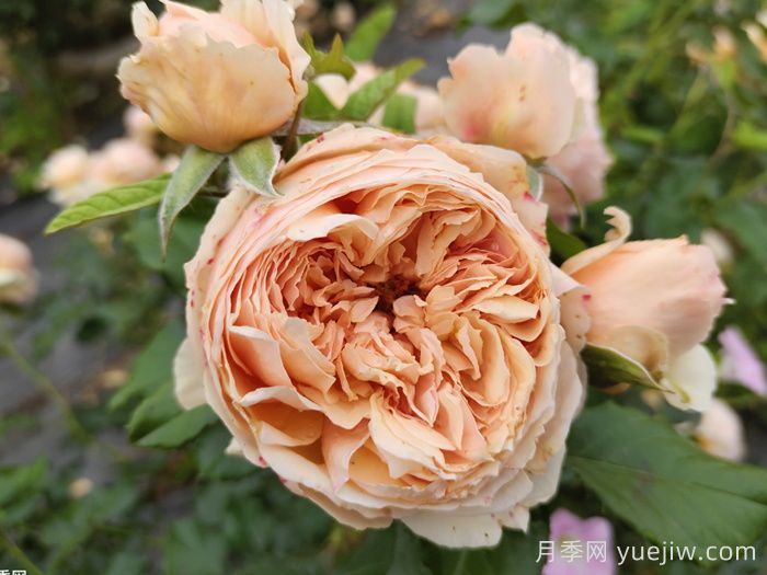 15款經(jīng)典月季花，好看好養，月季花開(kāi)看花海！(圖6)