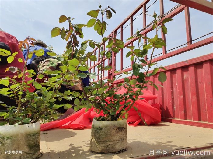 盆栽月季花朵為什么越開(kāi)越??？防治辦法有5點(diǎn)(圖1)