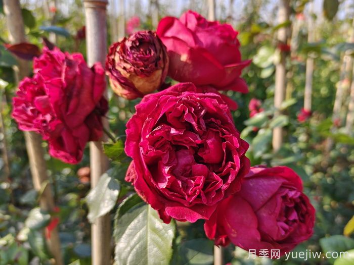 如何用紅龍月季培育原生月季樹(shù)？(圖2)