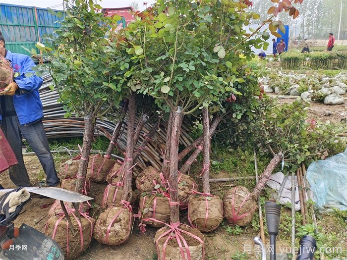 夏天連續陰雨天，月季如何養護？(圖1)