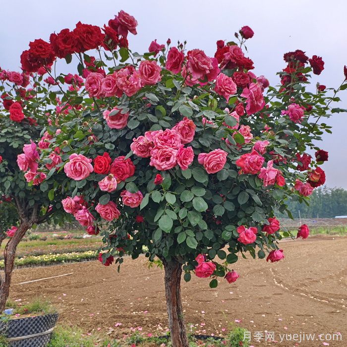 生長(cháng)更強壯，月季打頂怎么做？(圖1)