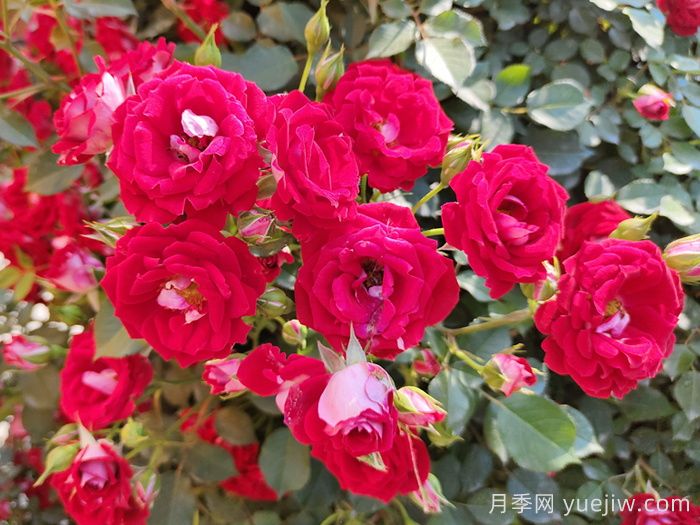 藤本小女孩月季介紹和優(yōu)缺點(diǎn)(圖1)