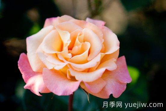 蒙娜麗莎油畫(huà)月季介紹和優(yōu)缺點(diǎn)(圖1)