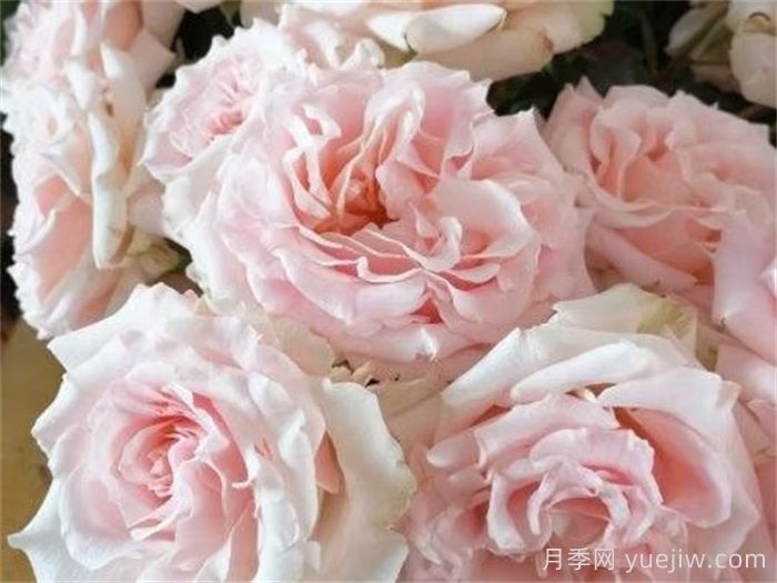 新婚愛(ài)人月季介紹和優(yōu)缺點(diǎn)(圖1)