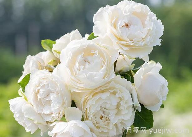 伊芙白雪公主月季介紹和優(yōu)缺點(diǎn)(圖1)
