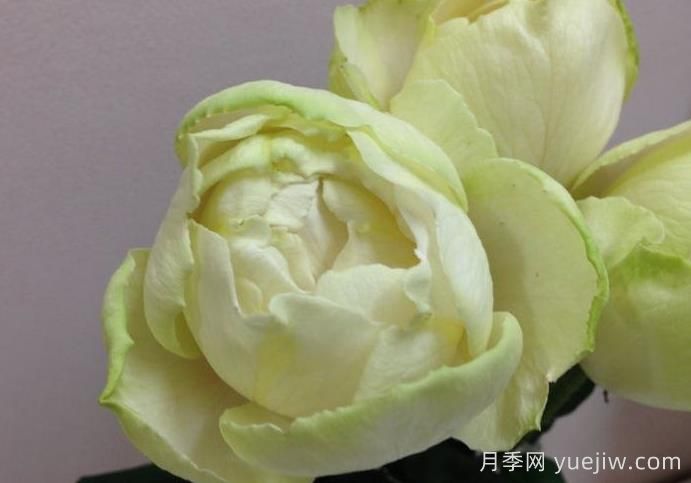  伊芙雪之香水月季介紹和優(yōu)缺點(diǎn)(圖1)