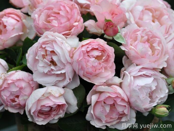 伊芙魂之香水月季(圖3)