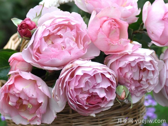 伊芙魂之香水月季(圖2)
