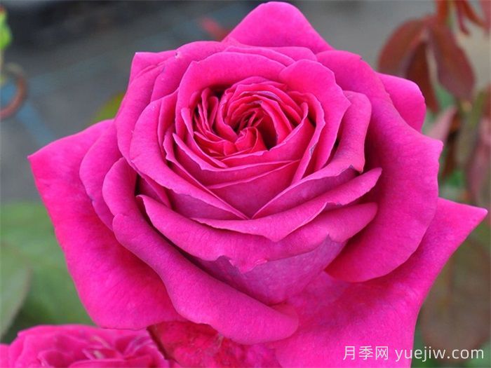 悠久的約定月季介紹和優(yōu)缺點(diǎn)(圖1)