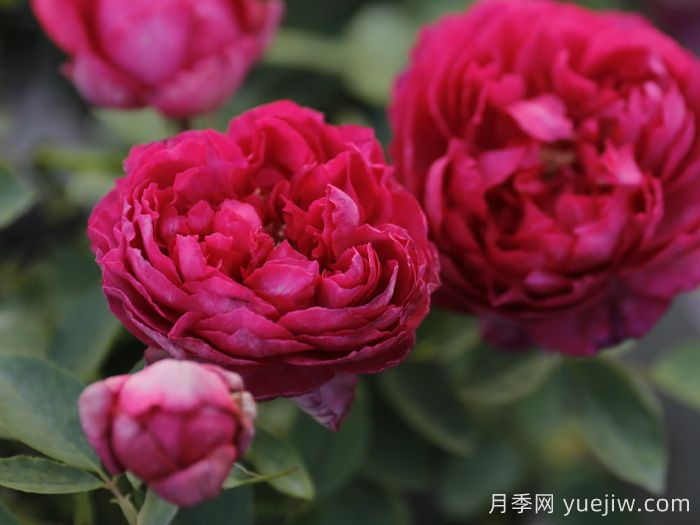 伊芙胭脂香水月季介紹和優(yōu)缺點(diǎn)(圖1)