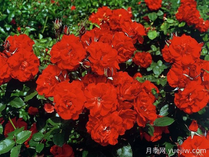 卡斯泰拉月季(圖3)
