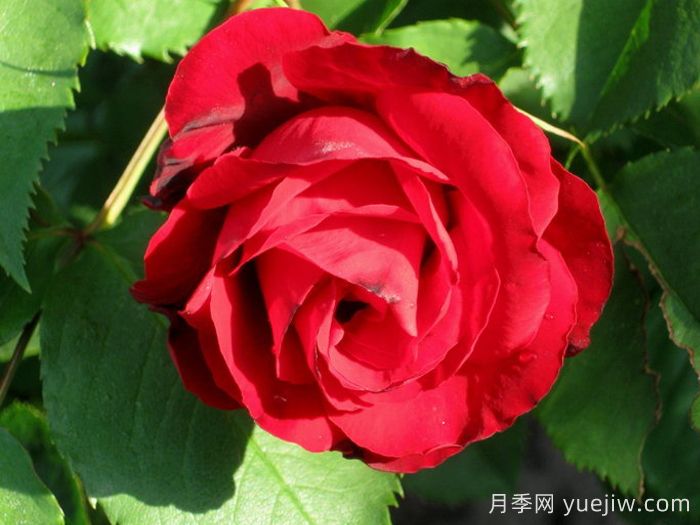 卡斯泰拉月季(圖2)