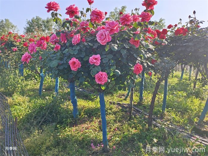 養花屆的新寵兒樹(shù)狀月季，南陽(yáng)月季樹(shù)好不好養呢？(圖3)