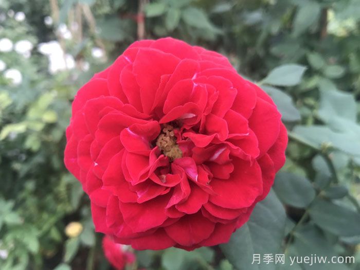 紅塵之戀月季(圖1)