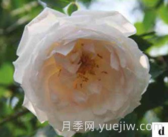 天山之光月季(圖1)