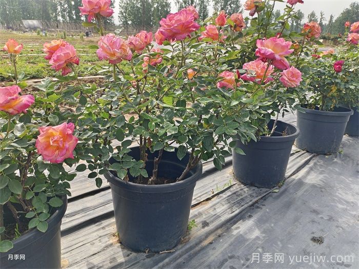 秋天養月季掌握4個(gè)要點(diǎn)，才能開(kāi)花爆盆(圖1)
