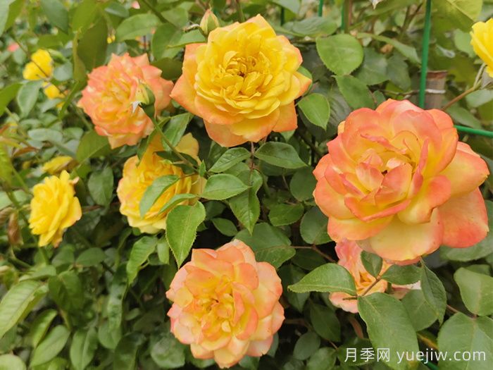 別養普通月季花了，推薦3款會(huì )變色的月季(圖1)