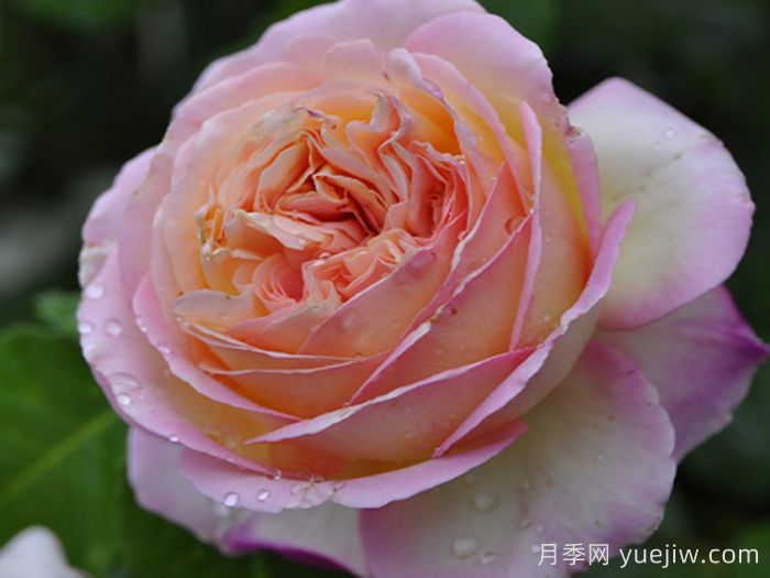 別養普通月季花了，推薦3款會(huì )變色的月季(圖2)