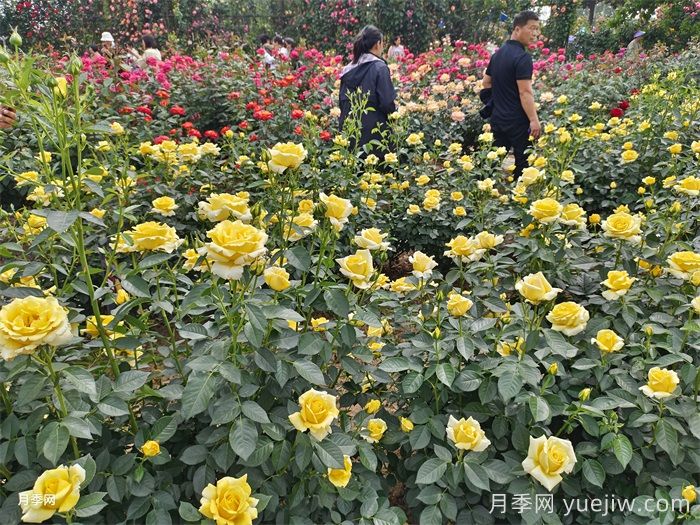 月季廣泛種植應用在城市綠化帶，原因究竟是什么？(圖2)