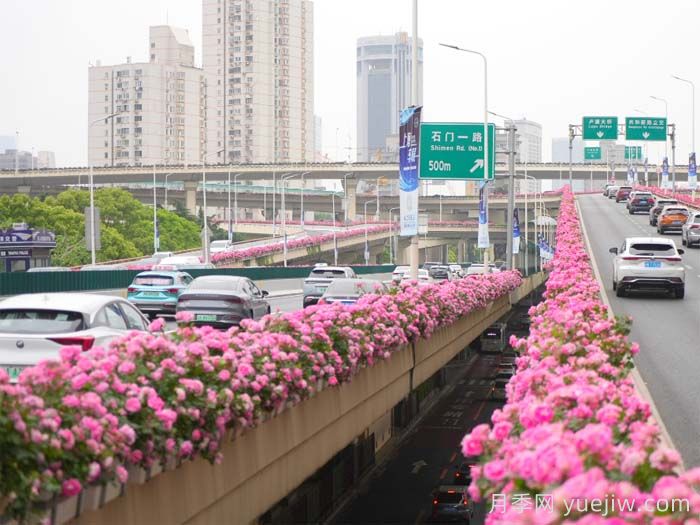 月季廣泛種植應用在城市綠化帶，原因究竟是什么？(圖3)