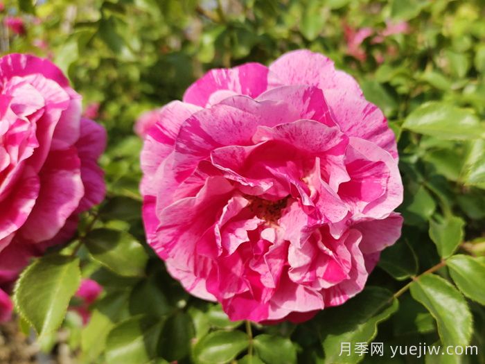 月季推薦，伊蕾莎斯特月季(圖1)
