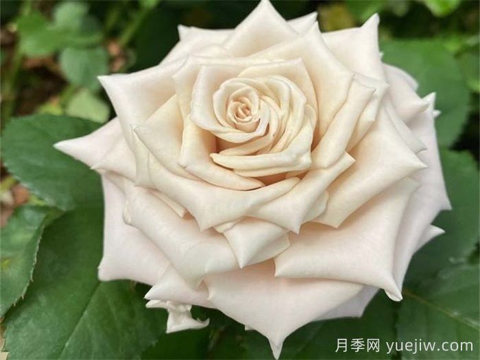 條件有限，適合陽(yáng)臺的12款月季(圖4)