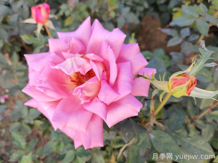 月季：曾陪桃李開(kāi)時(shí)雨，仍伴梧桐落后風(fēng)(圖1)