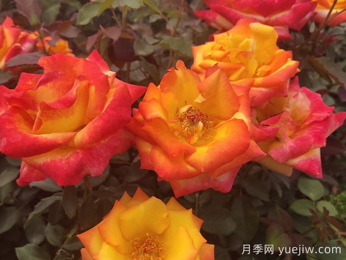 月季遇到詩(shī)詞，一起來(lái)賞析(圖2)