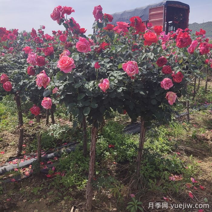為什么3公分樹(shù)狀月季成綠化工程批發(fā)爆款？(圖2)
