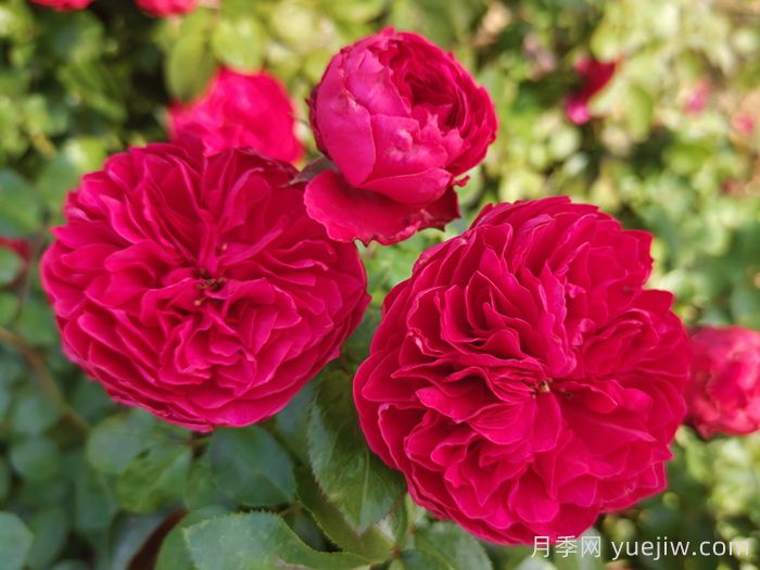 東北冬天月季也能開(kāi)花，按這2個(gè)要求(圖1)