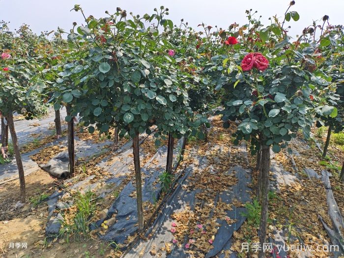 月季變花月季樹(shù)的技巧，歐月花苞滿(mǎn)樹(shù)冠(圖2)