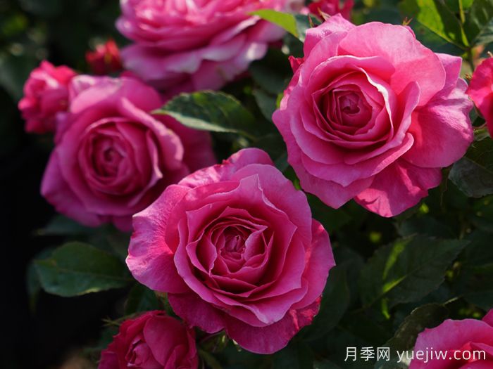 茜桃凝粉月季(圖1)