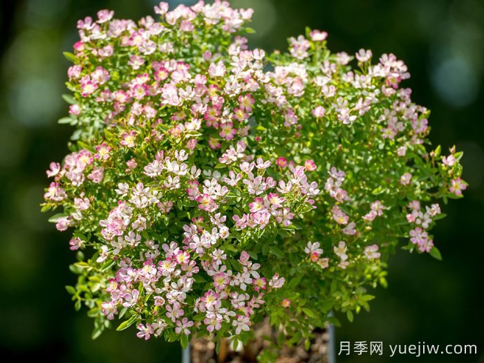 杏花雨月季(超微)(圖2)