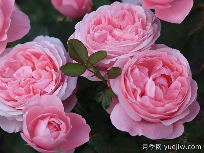 蜜語(yǔ)月季(圖2)