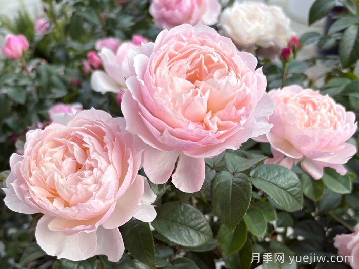 盈盈粉月季(圖1)