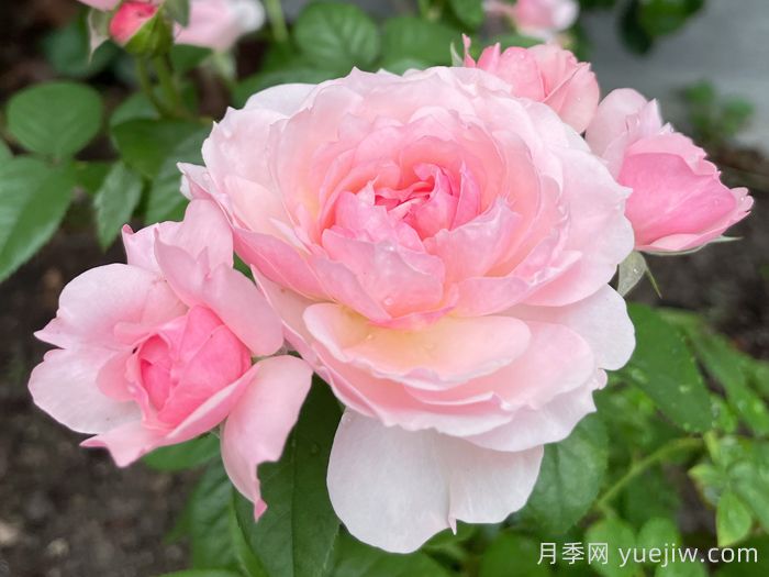 盈盈粉月季(圖4)