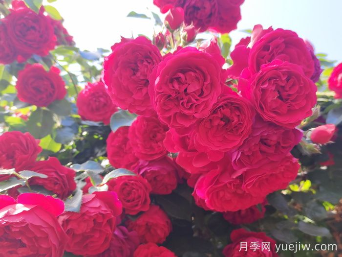推薦10款經(jīng)典的藤本月季排行榜，你喜歡哪個(gè)？(圖1)