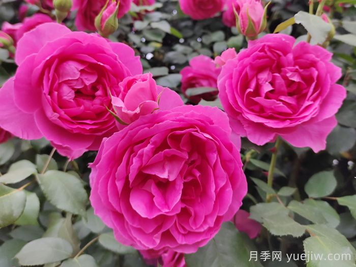 推薦10款經(jīng)典的藤本月季排行榜，你喜歡哪個(gè)？(圖3)