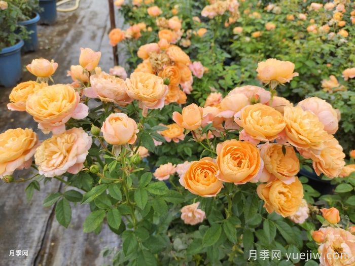如果只能養一盆月季，我只要果汁陽(yáng)臺(圖2)